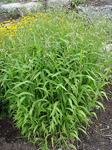 Chasmanthium latifolium