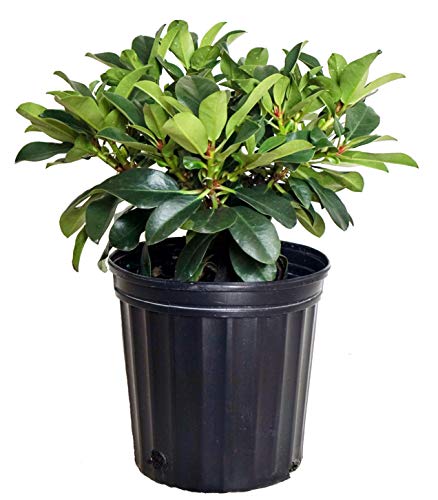 Cherry Cheesecake in pot