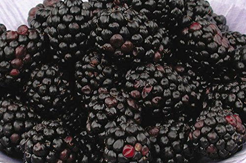 Chester Blackberry fruit