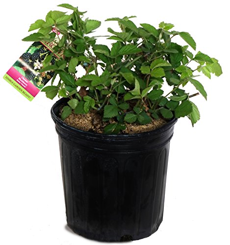 Chester Blackberry in pot with plant tag
