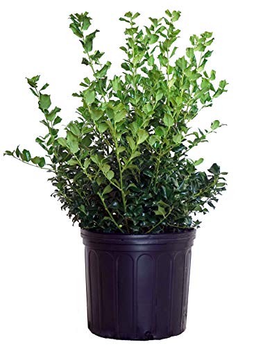 China Girl™ Holly in pot