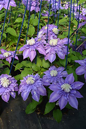 Clematis Diamantina