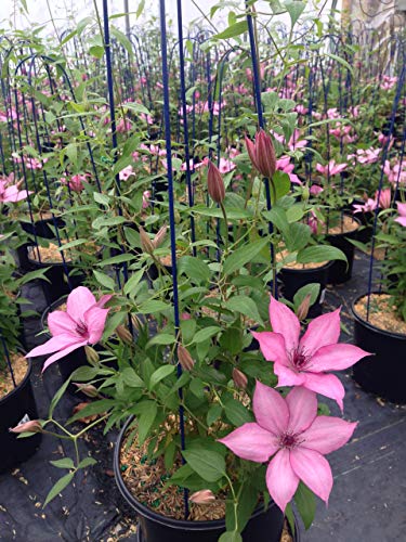 Clematis Gisella™ climbing in pot