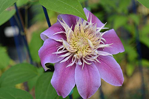 Clematis Josephine™ flower close up
