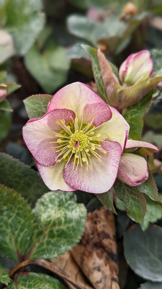 Close-up image of a Hellebore flower with a white and violet bicolor pattern, surrounded by green foliage.