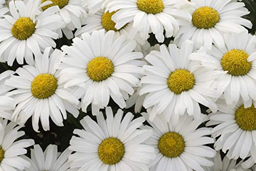 Close-up image of a Shasta daisy with a white petal and a golden yellow center.