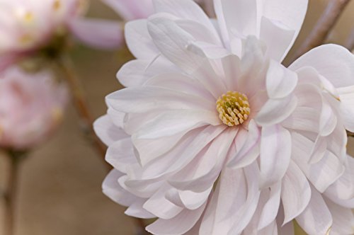 Close-up image of a pale pink magnolia flower with a yellow center, in a garden setting.