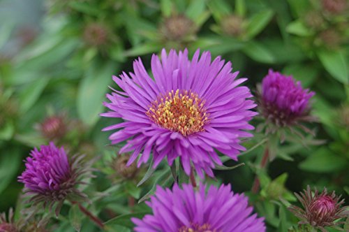 Close-up image of a purple dome-shaped aster flower with a yellow center, surrounded by green foliage.