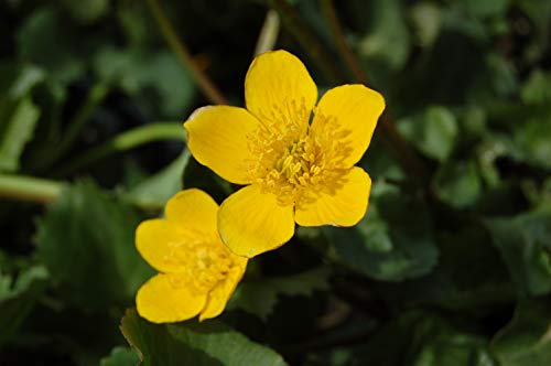 Close-up image of two yellow Marsh Marigold flowers with green foliage in the background.