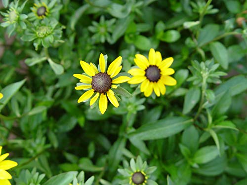 Close-up image of yellow flowers with a black center, part of the Black Eyed Susan plant.