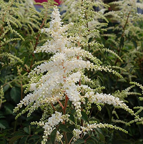 Close-up of Astilbe ‘Deutschland’ creamy white feathery flower plumes rising above foliage