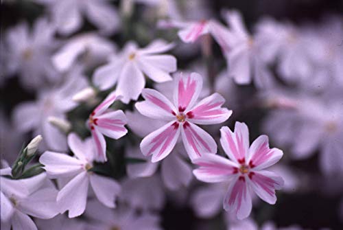 Close-up of Candy Stripe Moss Phlox pink and white striped blooms