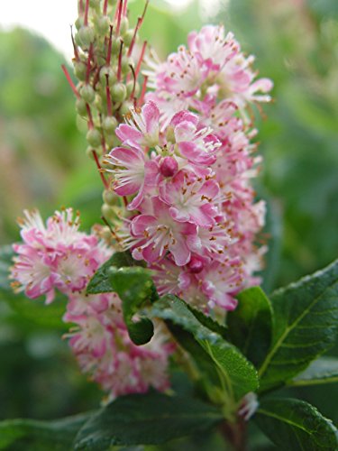 Close-up of Clethra ‘Ruby Spice’ pink bottlebrush-like flowers emerging above glossy green foliage
