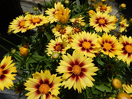 Close-up of Enchanted Eve Tickseed perennial blooms with butter-yellow petals and a soft red eye