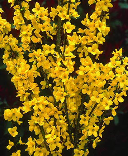 Close-up of Forsythia Show Off shrub displaying vibrant clusters of yellow blossoms