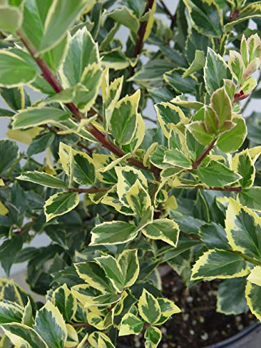 Close-up of Honey Maid Holly leaves with green, cream, and yellow variegation