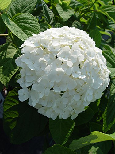 Close-up of Incrediball® hydrangea massive white flower cluster showing individual florets and green leaves
