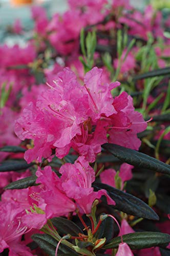 Close-up of Landmark Rhododendron vibrant pinkish-red flowers