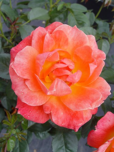 Close-up of Livin Easy™ rose flowers showing layered petals in warm apricot and orange tones