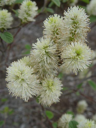 Close-up of Mt. Airy Fothergilla’s creamy white spring blooms emerging before leaves on upright stems