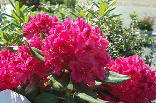 Close-up of Nova Zembla rhododendron red flower cluster
