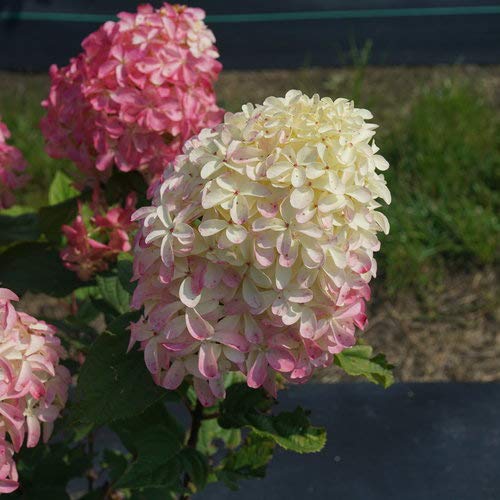 Close-up of Quick Fire Fab® hydrangea panicle flowers showing white petals with pink tinges