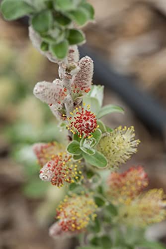 Close-up of Sageleaf Willow’s powdery, silver foliage texture on young live shrub