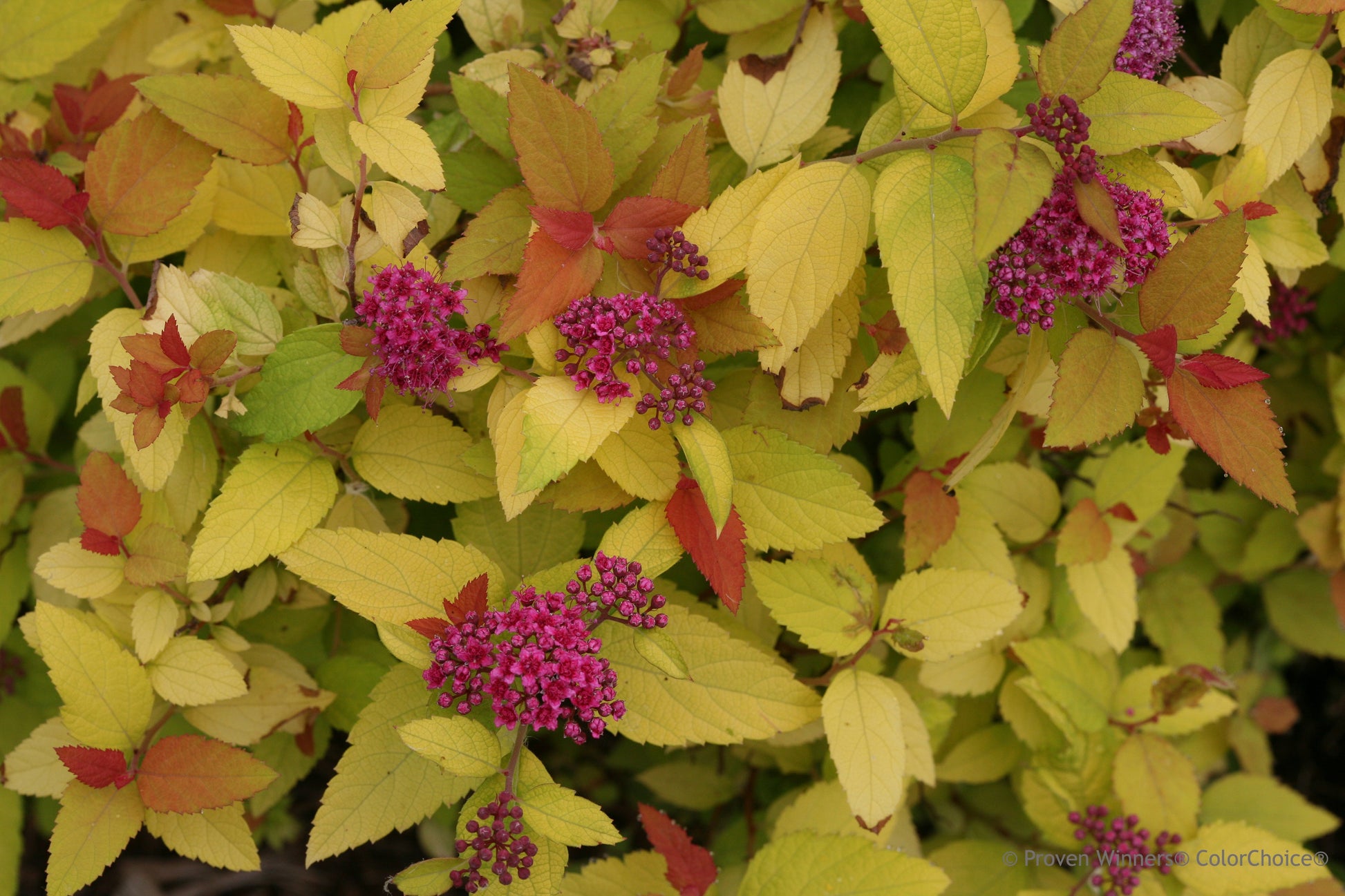 Close-up of Spiraea Double Play Candy Corn colorful leaves with shades of red, orange, and yellow