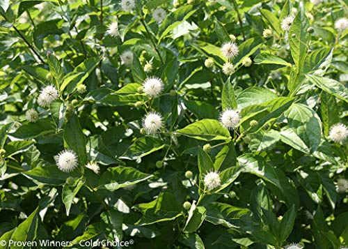 Close-up of Sugar Shack® Buttonbush spherical, creamy white button-like flowers attracting pollinators