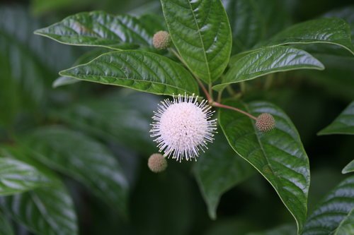 Close-up of Sugar Shack® Buttonbush white bloom