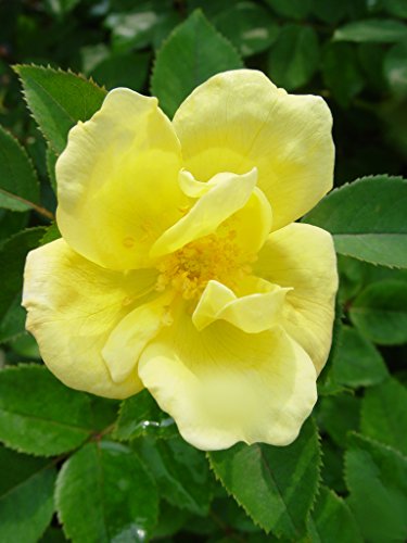 Close-up of Sunny Knock Out® rose flowers in vibrant yellow on a healthy green shrub