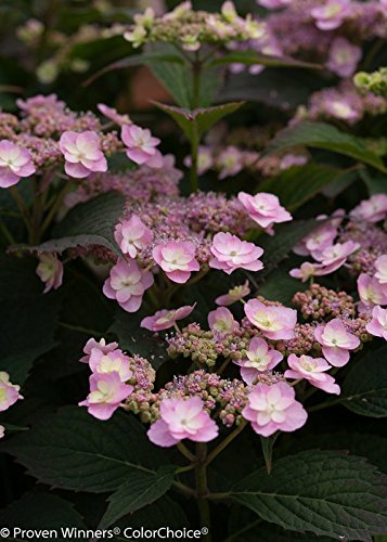 Close-up of Tiny Tuff Stuff hydrangea lacecap blossoms with pink and blue petals