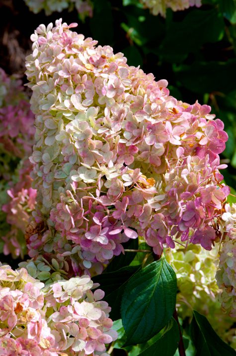 Close-up of Vanilla Strawberry™ Hydrangea panicle flowers showing creamy white blooms with subtle pink tones