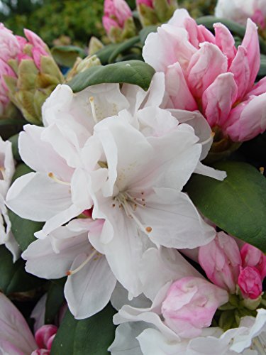 Close-up of Yaku Princess Rhododendron flowers fading to white