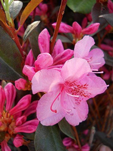 Aglo Rhododendron – Green Promise Farms