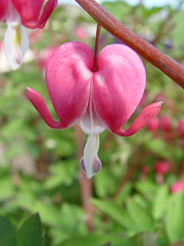 Close-up of a pink bleeding heart flower with green leaves in the background.