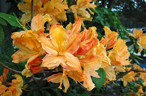 Close-up of bright mandarin orange azalea blooms on a compact shrub before leaves appear in spring
