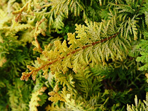 Close-up of fern-like golden green foliage on Fernspray Gold False Cypress