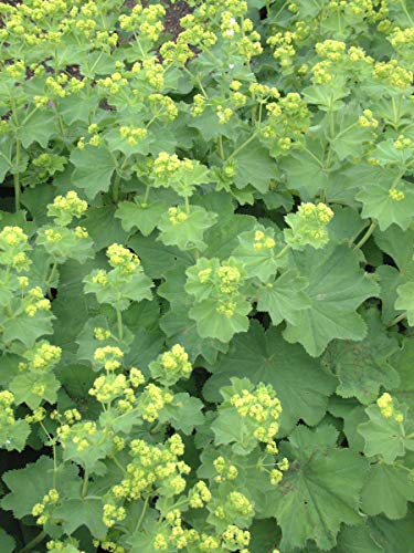 Close-up of green and yellow flowers from the Ladys Mantle plant.