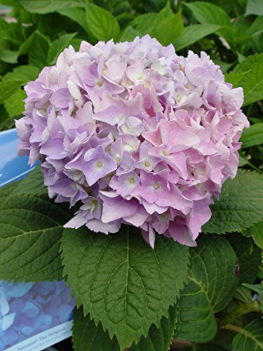 Close-up of hydrangea flower