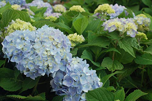 Close-up of hydrangea flower cluster showing petals and color