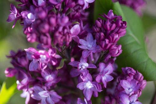 Close-up of lilac fragrant violet blooms