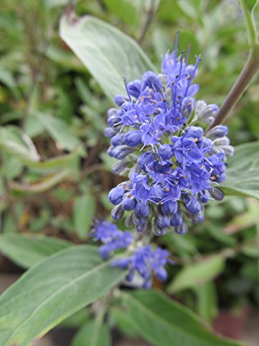 Close-up of purple‑blue flowers and green leaves