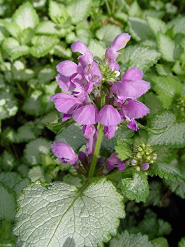 Close-up of purple flowers with green foliage in the background.