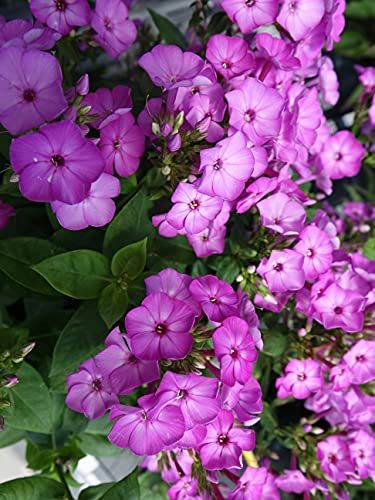 Close-up of purple garden phlox blooms with white eye centers