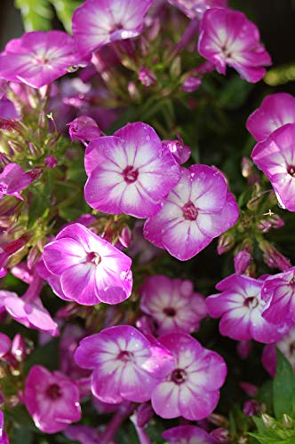 Close-up of purple garden phlox flowers with a white eye, indicating the center of the flower.