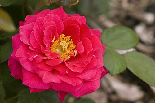 Close-up of red rose flowers and green foliage of My Girl shrub