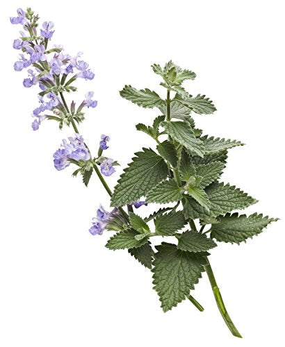 Close-up of sky-blue catmint blooms and green foliage