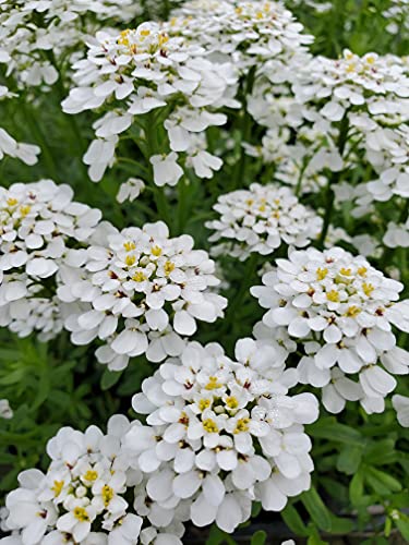 Close-up of small, white, 4-petal flowers in a dense cluster, indicative of Alexander's White Candytuft.