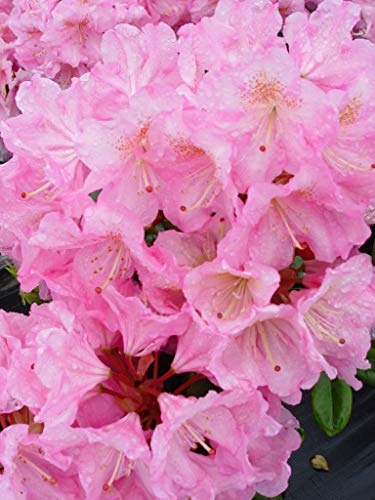 Close-up of soft pink rhododendron blooms against shiny dark green leaves on Scintillation Rhododendron